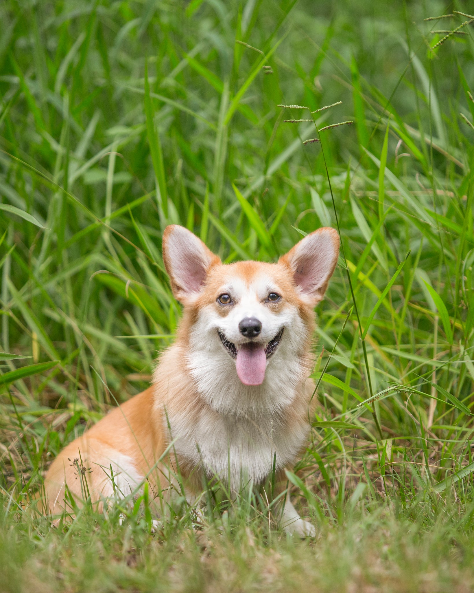 Smiling corgi in long grass