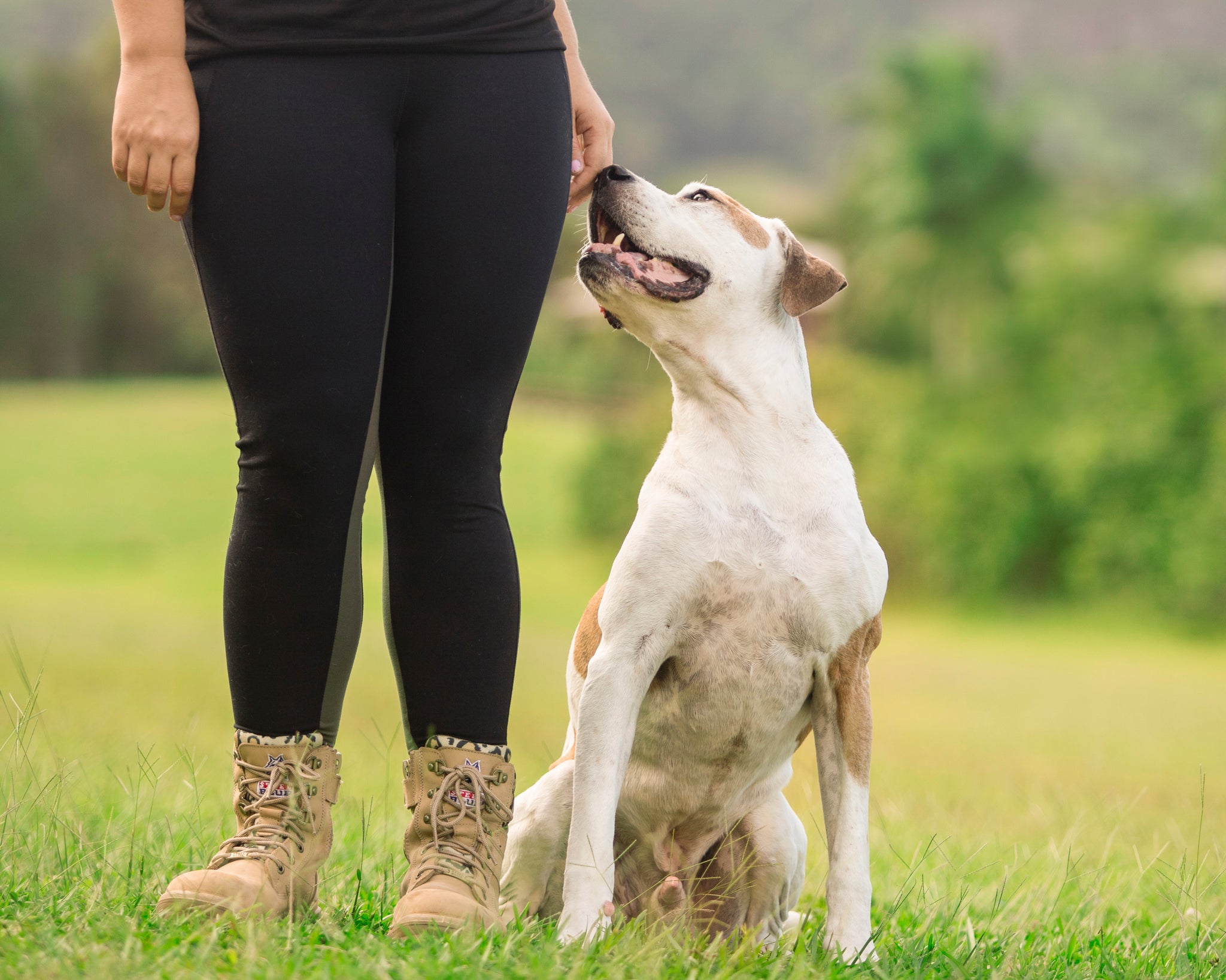 Large white bulldog sits next to person